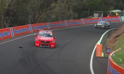 Bathurst 1000-Echidna-Safety car